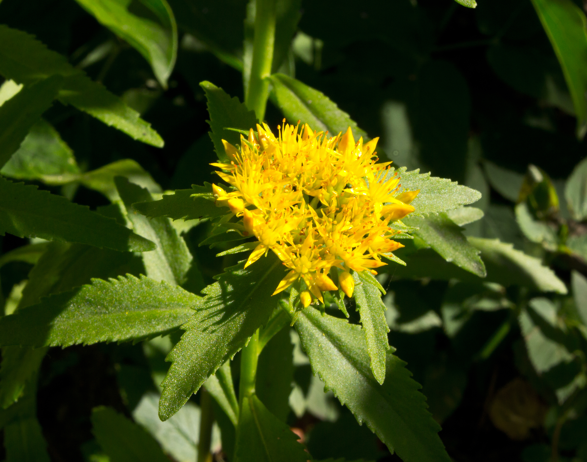 Rhodiola rosea