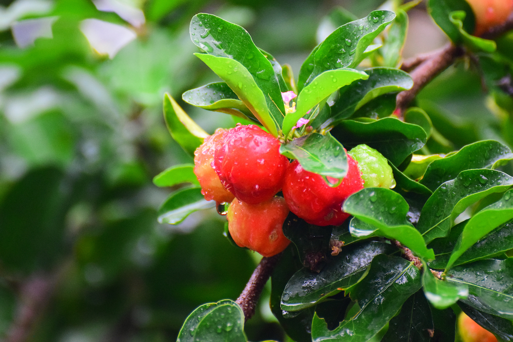 acerola superfood