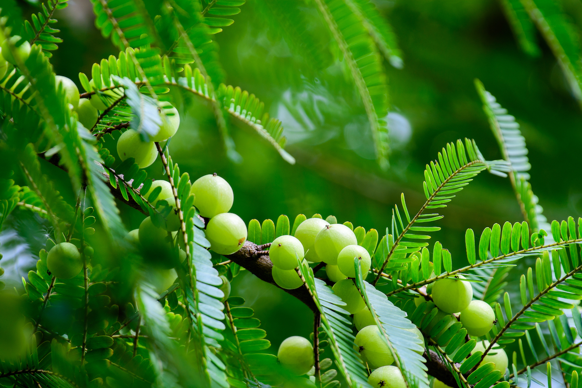 Amla