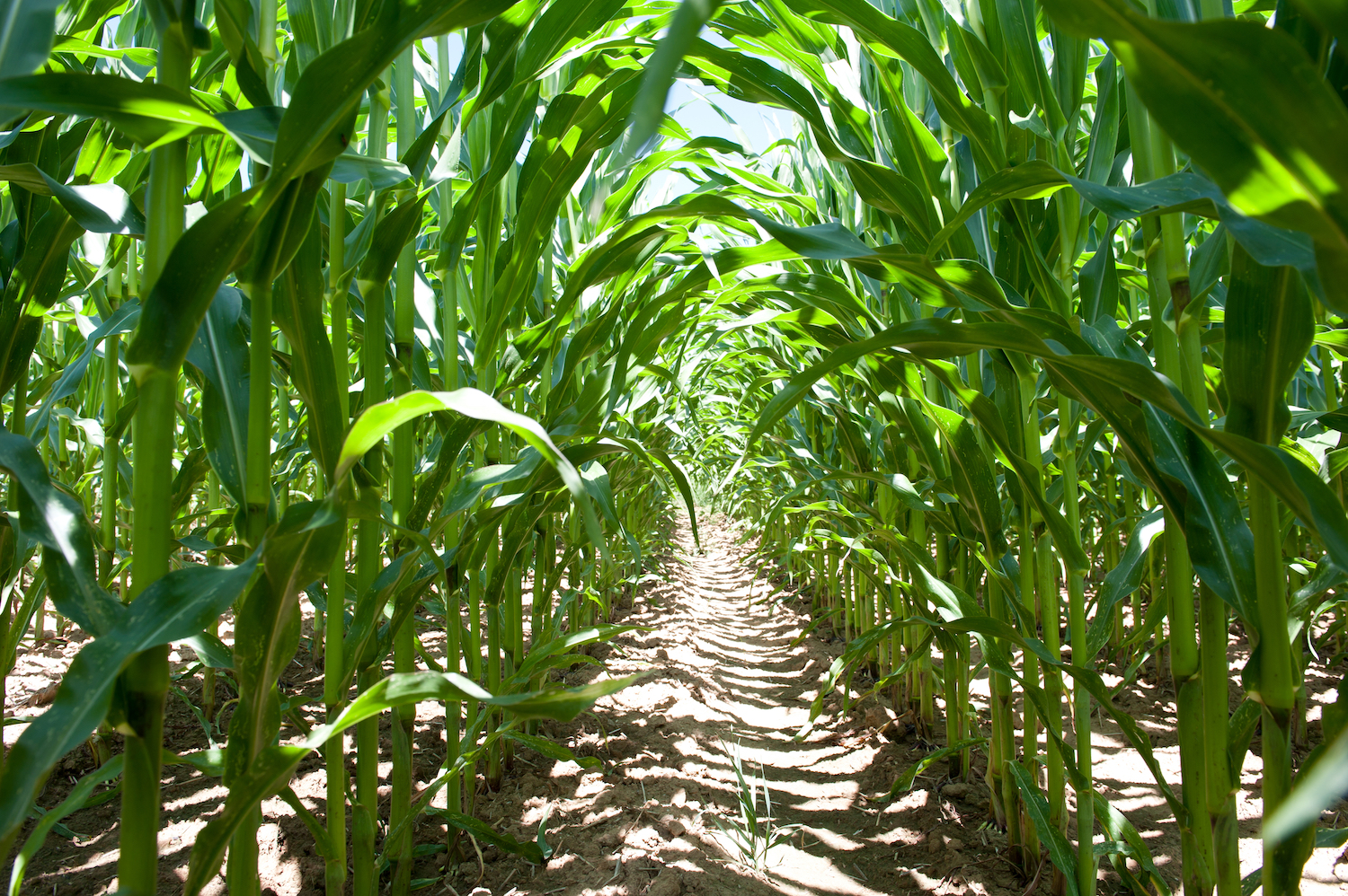 Wat is GMO en waarom is GMO-vrij belangrijk?