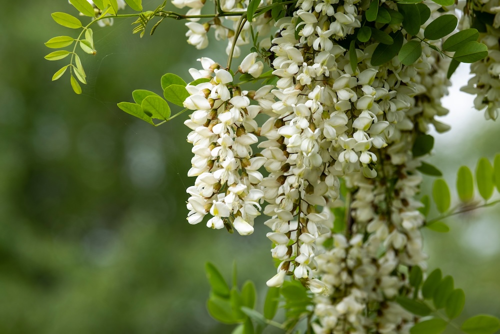 Acacia