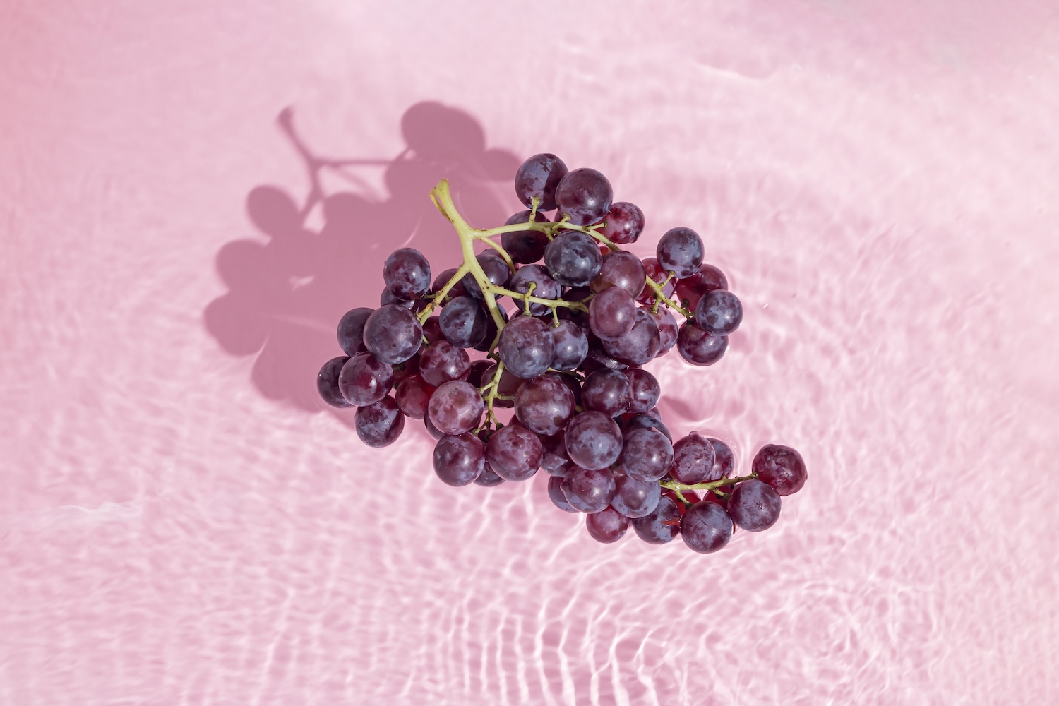 Resveratrol