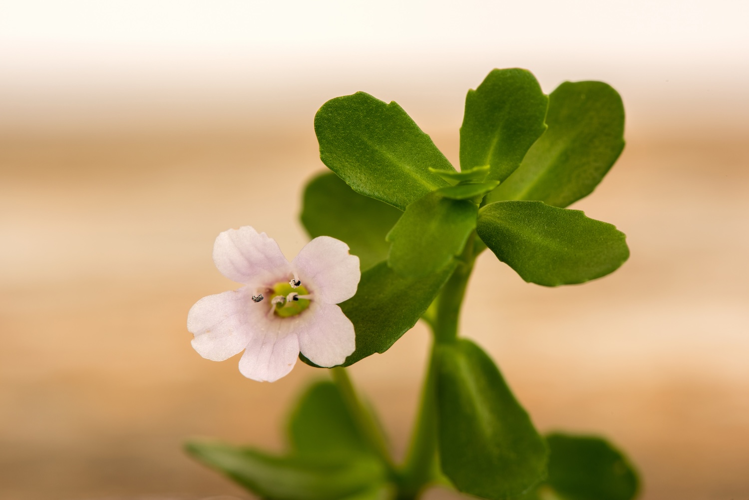 What is Bacopa monnieri? Everything about this Ayurvedic herb and bacosides